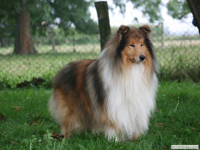 Dane