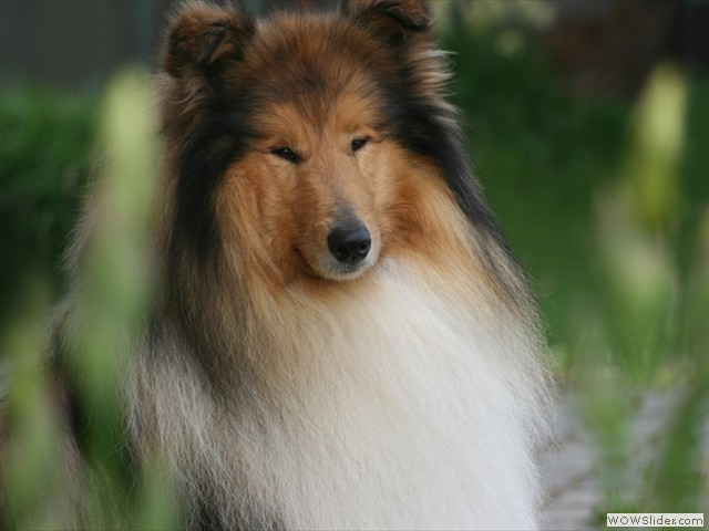Dane