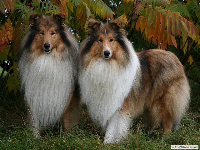 Dane und Permacey