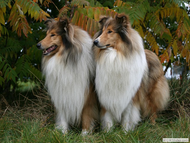 Dane und Permacey
