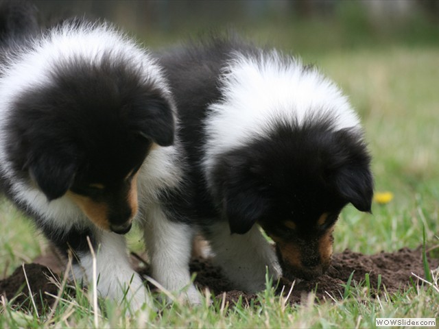 Maulwurfshgel