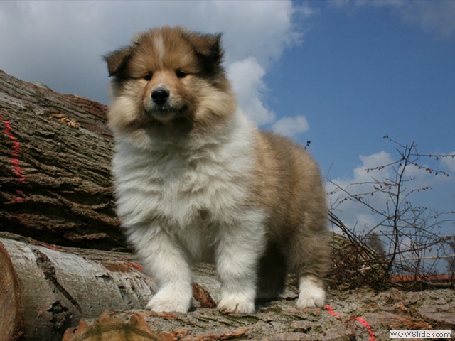 Zaboon