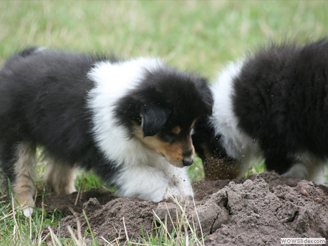 Mauwurfshgel