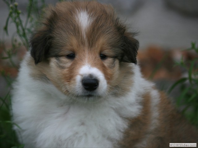 Filou